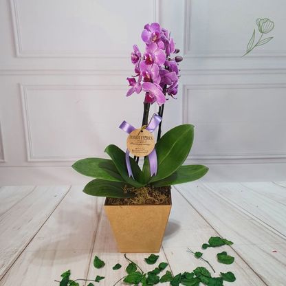 Mini Orqudea Ref 1049