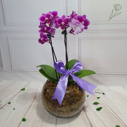 Mini Orqudea Love Ref 1065