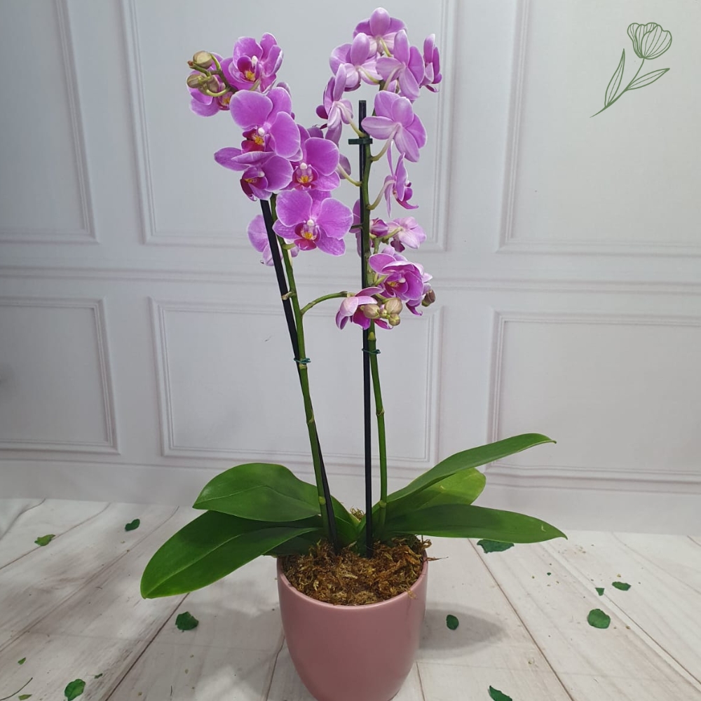 Orqudea Penelope Ref 1078