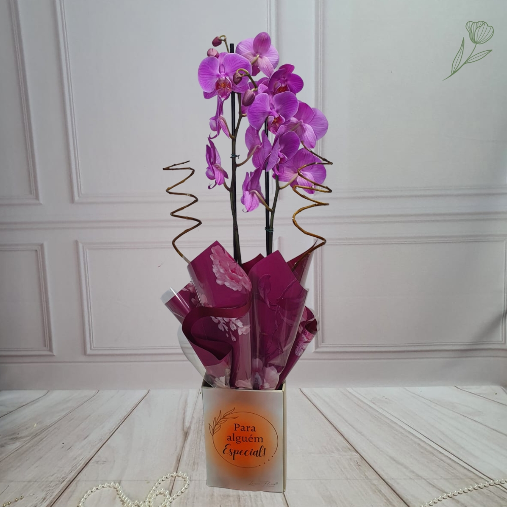 Orqudea Especial Ref 1076