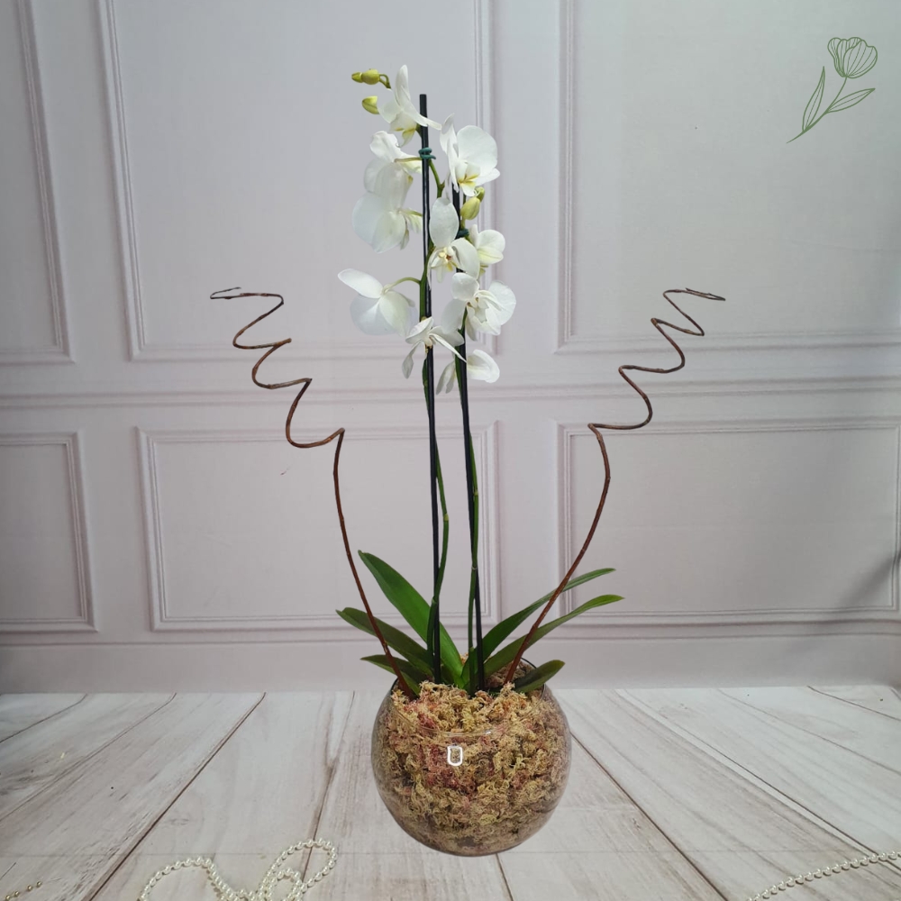 Orqudea Charme Ref 1069